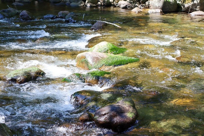 Skate Creek Park Natural Area, Washington, USA